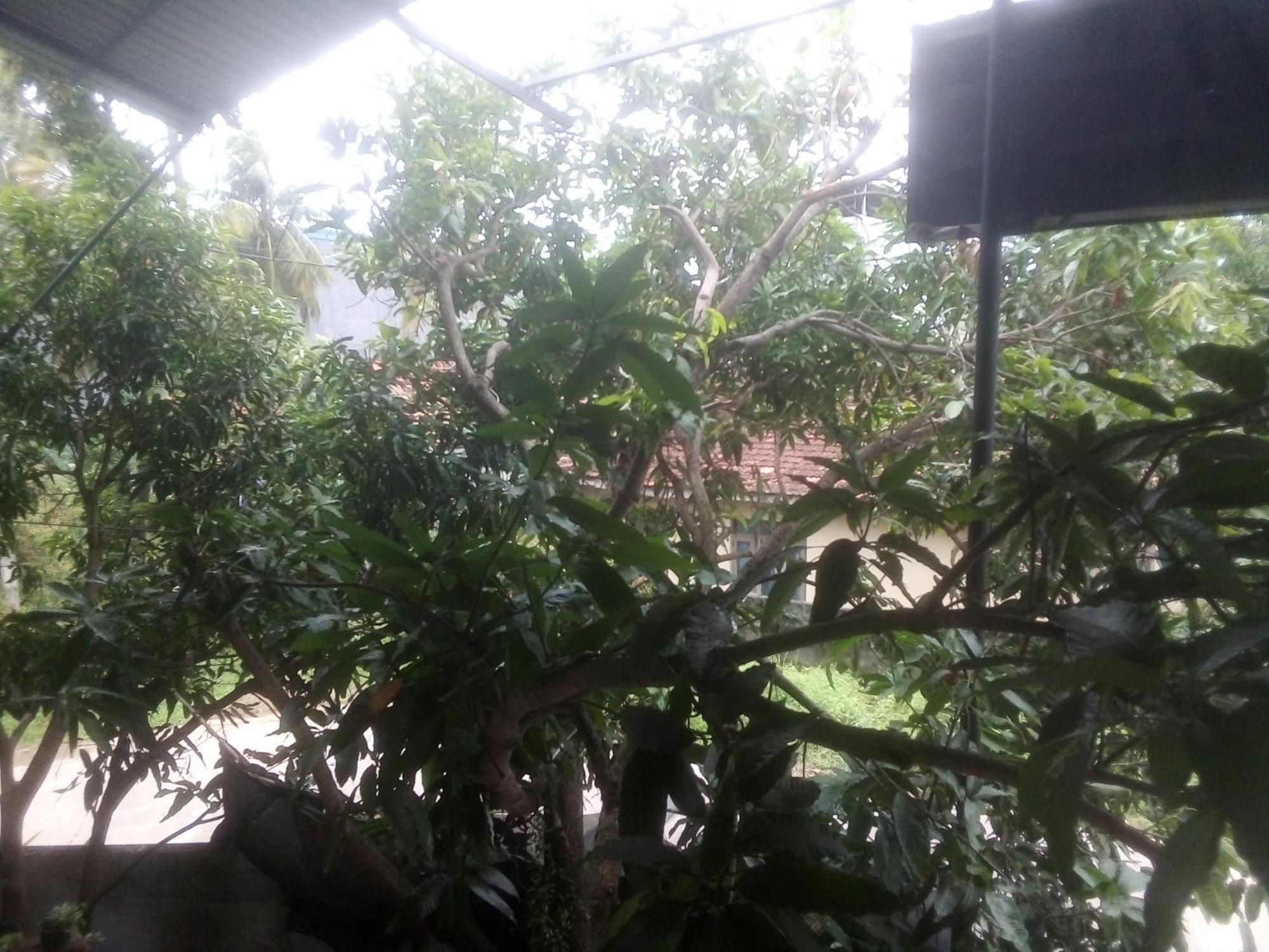 Sunrise City Palace Negombo Exterior foto